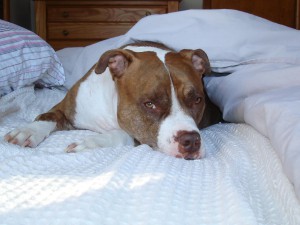 pitbull_funny_on_the_bed.jpg
